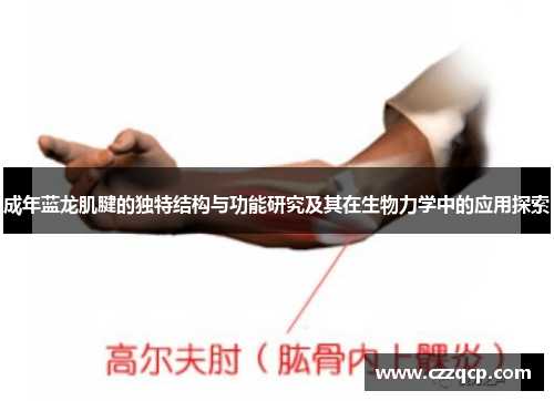 成年蓝龙肌腱的独特结构与功能研究及其在生物力学中的应用探索